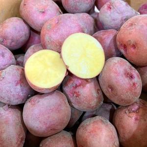 포미식탁 햇 포슬 카스테라 감자 자색 홍감자 특 3kg