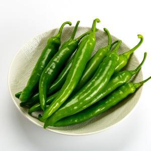[산지플러스] 수분가득 아삭이 오이고추 1kg 상 /농수산