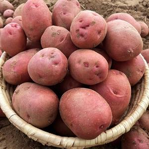 카스테라 홍감자 대 특 왕특 1.5 / 3 / 5 kg 단맛 크림감자 국내산 산지발송 가정용 식당용