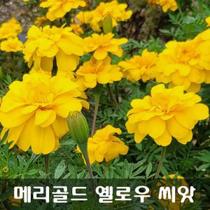 [해피플라워] 눈 건강 루테인 꽃차 만들기 메리골드 옐로우 씨앗 300립 / 봄 파종 꽃씨