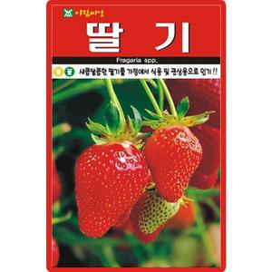 아람종묘 딸기 씨앗 100립 딸기씨 열매 채소 종자
