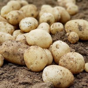 [친환경팔도][산지직송] 햇 개진감자(특) 3kg