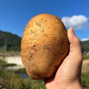 포슬 감자 햇 수미 감자 조림 찜용 노지 특 10kg
