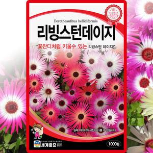 리빙스턴데이지 씨앗 1000립 데이지 씨 사철채송화 송엽국 꽃 종자