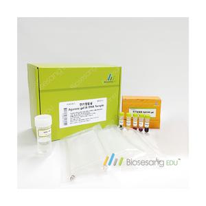 전기영동용 Agarose gel& DNA sample(5인용) _ED4008-1