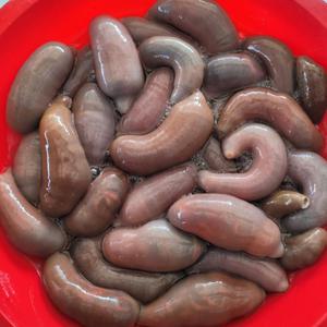 싱싱햇 국산 개불 개불미끼 낚시미끼 400g 10미
