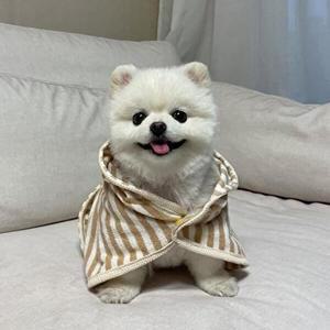 [셀러허브 패션][JHP21P54_51CM]바스타올 고양이 강아지목욕 강아지가운