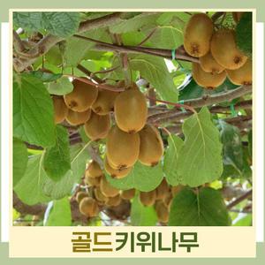 골드키위(암나무) 접목1년 뿌리묘 나무 묘목 (1주) 다승농원