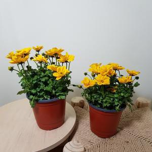 [소나무길] [2개묶음} 피고 또피는 노랑 비덴스 베덴스 봄꽃 꽃 079 화원 농원
