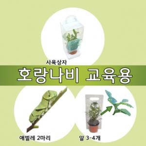 호랑나비 교육용