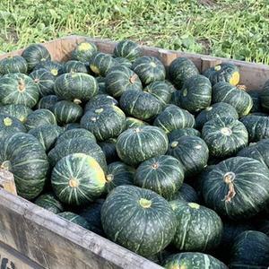 못난이 단호박 10kg
