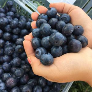 생블루베리 대품1kg(16mm이상)국내산