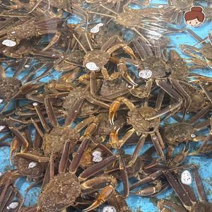 [건어물녀] 러시아 활 대게 1kg 동해시 자숙 찜발송