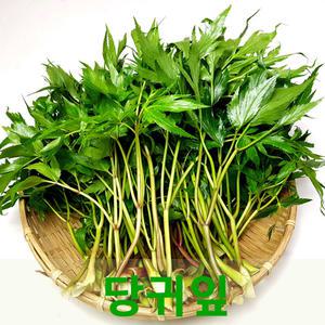 당귀잎1kg 쌈채소 장아찌용 건강채소