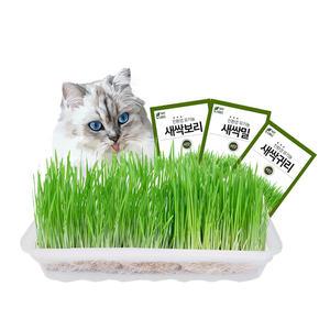 캣닢 고양이 캣그라스 재배세트 (대) 캣잎 보리 밀 귀리