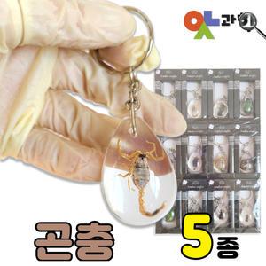 곤충표본 열쇠고리 실제 생물표본 친환경수지 키링