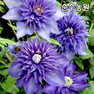 클레마티스나무 묘목, 멀티블루 P9포트 1개/큰꽃으아리 모종/덩굴식물
