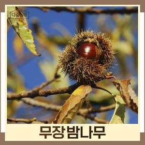 밤나무(무장) 접목1년 뿌리묘 나무 묘목 (1주) 다승농원