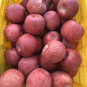 청송 아삭 꿀 햇 부사 사과 10KG 대과
