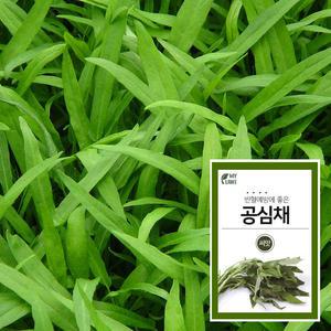 마이플랜트 공심채 채소 재배 씨앗 베란다 텃밭 가꾸기