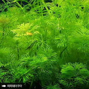 암브리아 3촉