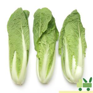 얼갈이 1kg
