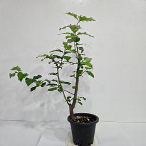 왕보리수나무 삽목 1년생 화분묘
