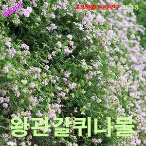 잡풀에 최고 왕관갈퀴나물 씨앗 15립
