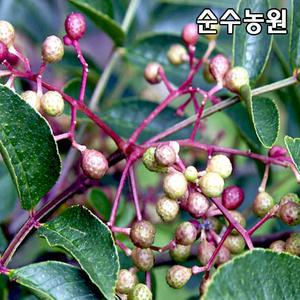 산초나무 묘목 실생3년 뿌리묘 3개/특용수/약용수