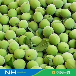 [산지직송/5월말순차출고] 하동농협 청매실 5kg(대/M)