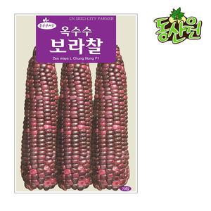 보라찰옥수수씨앗 70립 찰옥수수종자 텃밭채소 곡물씨앗