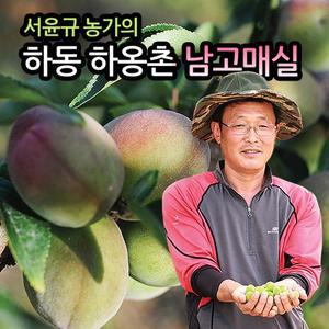 [명가일품][6월18일전후순차출고][맑은물농원] 하동 남고(홍매) 매실 특 10kg