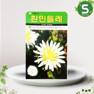 흰민들레씨앗 100립 흰민들레 씨앗