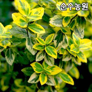 황금무늬줄사철나무 묘목 포트묘 5개/금테줄사철/전국상록노지월동/덩굴식물