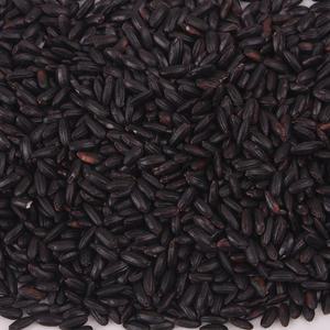 찰진주1kg 검정약쌀 24년산 진도산 찹쌀흑미
