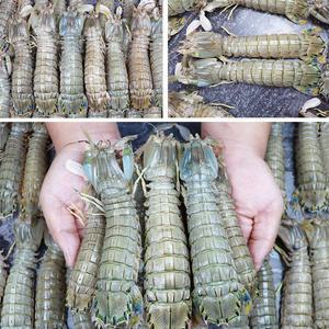 싱싱한 생물 국내산 서천 쏙 갯가재 1kg 털치 제철해산물 쏙가재 갑각류