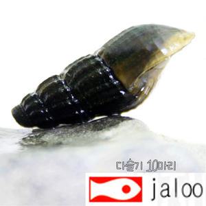 생먹이 자루 곳체다슬기 10마리 민물조개 이끼청소용 관상용
