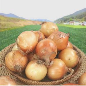 25년 창녕 햇 양파 5kg 산지발송