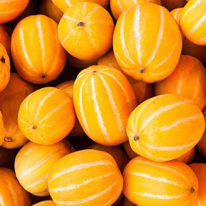 [사계절다이닝] 달고 아삭한 고당도 성주 꿀참외 소과 2kg 10-14과