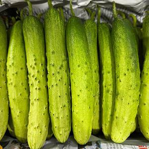 국내산 백오이 백 다다기오이 5kg 특품