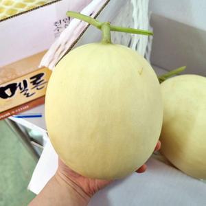 천안 백자 메론 5kg 3-4과 백자 멜론 하얀멜론 천안 수신메론 천안 수신멜론 천안메론