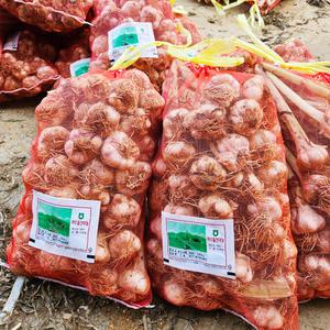 여수 돌산 햇마늘 명품 50개 4~4.5kg 반접 남도종 주대마늘