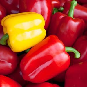 아삭아삭 당일수확 못난이 파프리카5kg 아삭아삭 당일수확 못난이 파프리카5kg