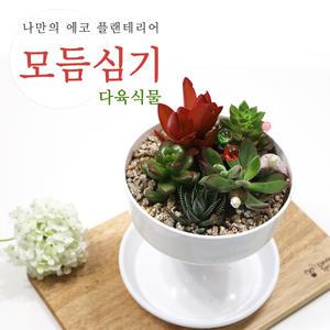 다육식물모듬심기/모듬심기/다육/DIY만들기