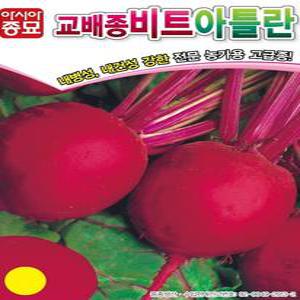 아시아 아틀란 비트씨앗 3g