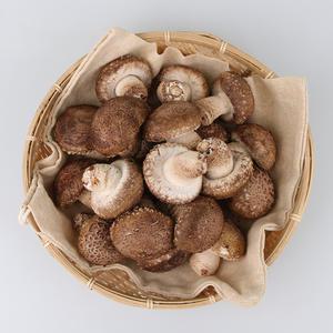 쫄깃한 식감 향긋한 향 옥천 생 송고버섯 1kg(선물형)