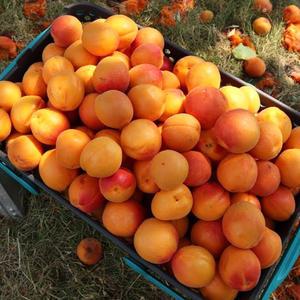 국내산 햇 노지 살구 새콤달콤 제철과일 500g 1kg