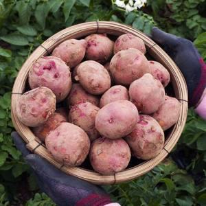 25년 카스테라 감자 홍감자 3kg (중/조림용)