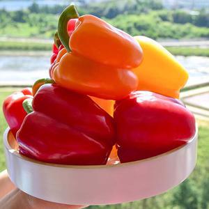 맛있는 파프리카 2kg (가정용)