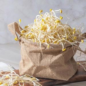 무농약 아삭한 산소콩나물 2kg